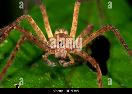 L'errance de la famille : Ctenidae Guayacan Provincia de Limón Costa Rica Banque D'Images