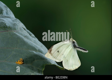 Grand Papillon Blanc du chou ou Pieris brassicae en vol technique photographique à grande vitesse Banque D'Images