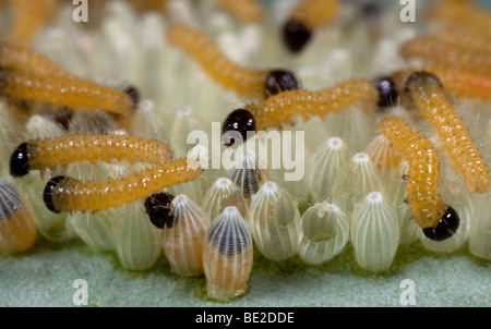 Grand Papillon Blanc du chou ou des œufs avec des chenilles néonates Pieris brassicae Banque D'Images