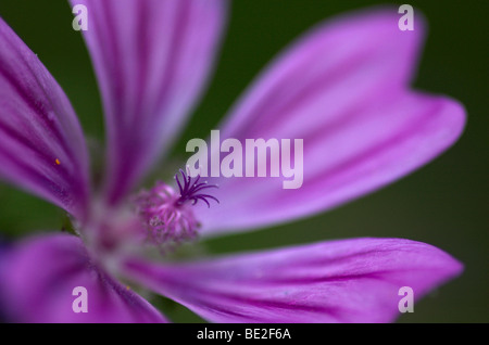 Malva sylvestris mauve commune Kent Stodmarsh close up of pink flower soft focus Banque D'Images