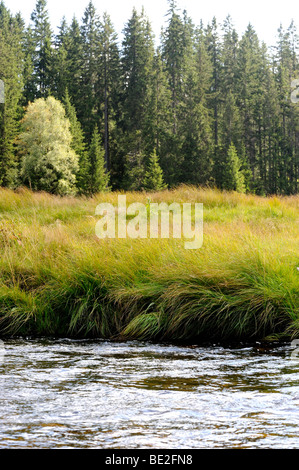 Roklansky Modrava potok Parc National de Sumava République Tchèque Banque D'Images