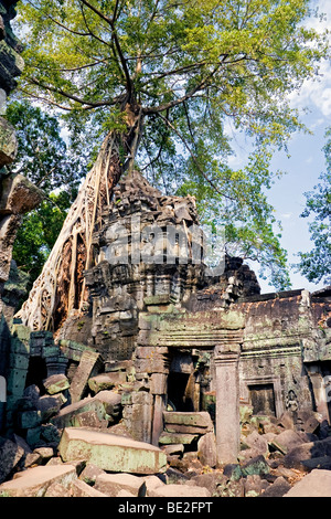 Vieille tour en ruine avec strangler fig (ficus gibbosa), Ta Prohm, Temples d'Angkor, la Province de Siem Reap, Cambodge Banque D'Images