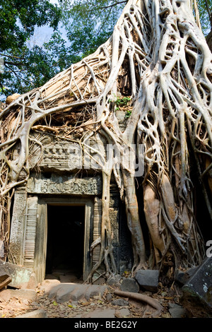 Porte ancienne avec strangler fig (ficus gibbosa), Ta Prohm, Temples d'Angkor, la Province de Siem Reap, Cambodge Banque D'Images