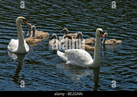 Paire de cygnes avec neuf Sceaux disponibles. Banque D'Images