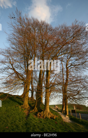 Low angle shot d'arbres à Avebury en Angleterre Banque D'Images