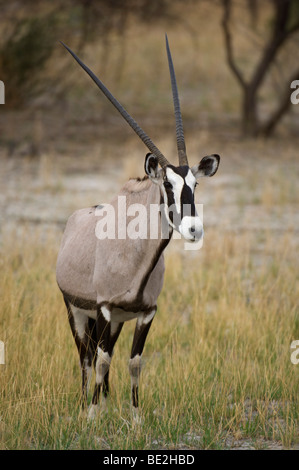 Gemsbok, Oryx gazella gazella, Central Kalahari, Botswana Banque D'Images
