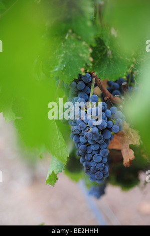 Red Wine grapes on the vine-Casa Rondena Winery, Albuquerque, Nouveau Mexique Banque D'Images