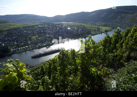 Vignes sur Moselle près de Puenderich, Rhénanie-Palatinat, Allemagne, Europe Banque D'Images
