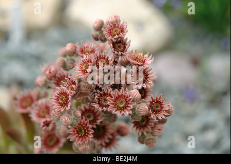 Maison commune leek (Sempervivum tectorum) fleur sur evergreen succulent plant Banque D'Images