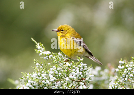 Paruline des pins à Cedar Banque D'Images