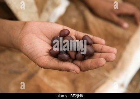 Marama haricots (Tylosema esculenta) sont recueillies par le bushman Naro (SAN) de central kalahari, Botswana Banque D'Images