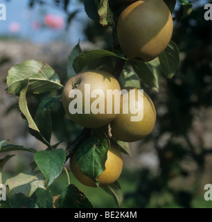 Egremont Russet', 'mûres pommes sur l'arbre, Devon Banque D'Images