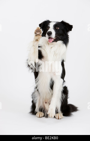 Border Collie en agitant, homme Banque D'Images