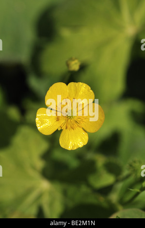 La renoncule rampante Ranunculus repens - Banque D'Images