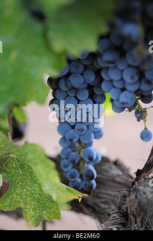 Red Wine grapes on the vine-Casa Rondena Winery, Albuquerque, Nouveau Mexique Banque D'Images