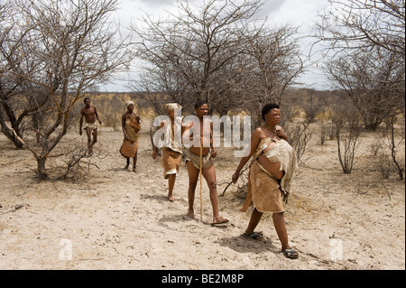 Bushman Naro (San) marche, Central Kalahari, Botswana Banque D'Images