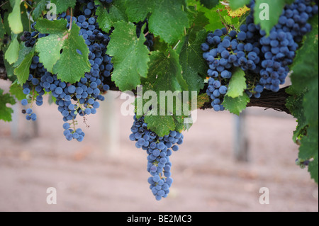 Red Wine grapes on the vine-Casa Rondena Winery, Albuquerque, Nouveau Mexique Banque D'Images