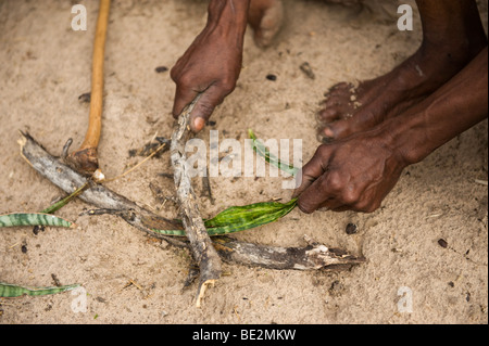 Bushman Naro (SAN) de prendre une corde avec belle-mère langue feuilles, Central Kalahari, Botswana Banque D'Images