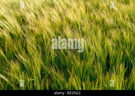 Épis verts d'orge (Hordeum vulgare) sur un champ Banque D'Images