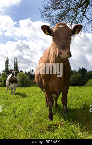 Vue grand angle vache rouge de Galloway, Scotland Banque D'Images