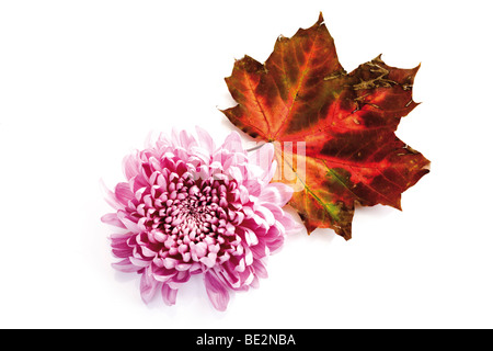 Feuillage de l'automne, feuille d'érable et du chrysanthème (Chrysanthemum) Banque D'Images