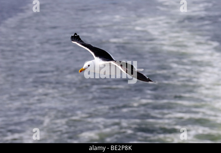 Moindre Goéland marin (Larus fuscus) flying Banque D'Images