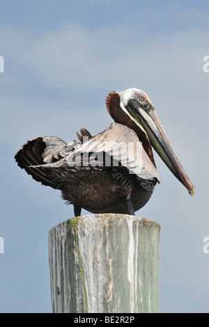 Pelican sur poster, Port de Leon, Florida, USA, ciel bleu Banque D'Images