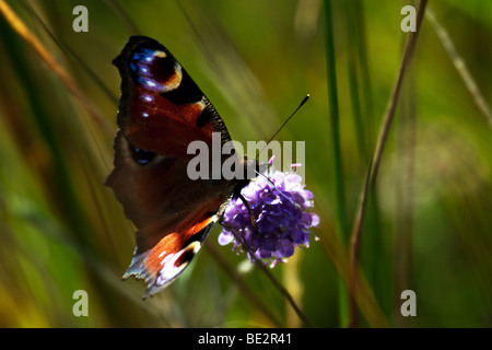 Vulcain (Vanessa atalanta) butterfly Banque D'Images