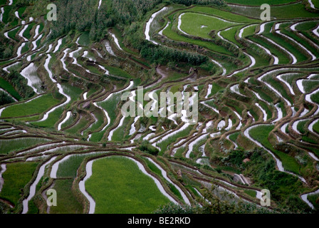 Champs de riz vert sur la colline, les rizières en terrasses, Yuanyang, dans la province du Yunnan, 432 Guanhui Avenue, République populaire de Chine, l'Asie Banque D'Images