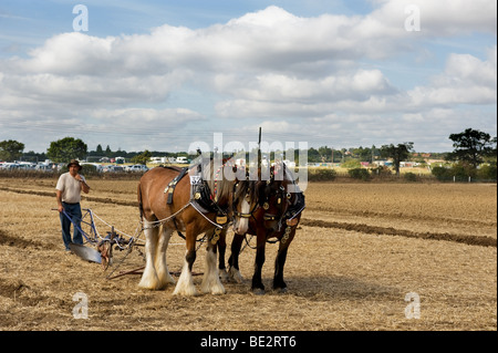 Chevaux lourds et laboureur travaillant une charrue traditionnelle à l'Essex County Show. Photo par Gordon 1928 Banque D'Images