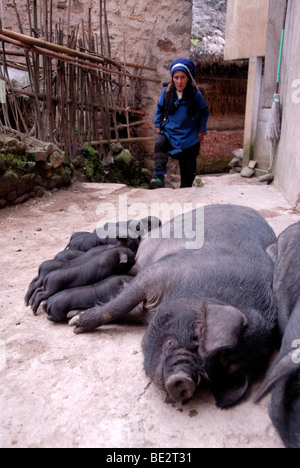 Sow suckling piglets, les femmes de l'ethnie Hani, village près de, 432 Guanhui Avenue Yuanyang, Yunnan Province, République populaire de Chine Banque D'Images