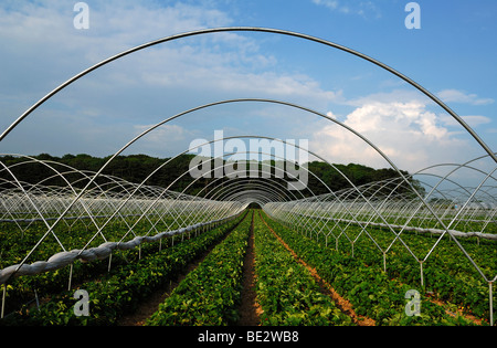 Les plantations de fraises avec poteaux de tente, Michel Leonard, Derbyshire, Angleterre, Royaume-Uni, Europe Banque D'Images