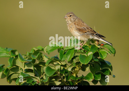 (Acanthis cannabina Linnet jeunes) Banque D'Images