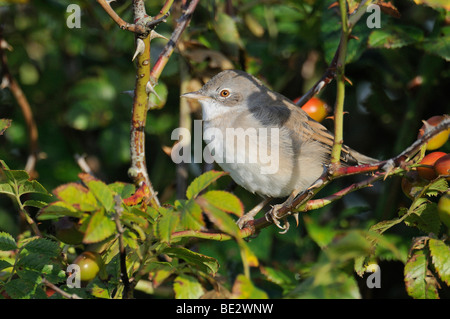 Fauvette grisette (Sylvia communis) Banque D'Images