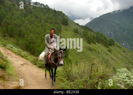 Native, cavalier au mulet sur un chemin sur la pente en face de la forêt de pins, la Gorge du tigre bondissant, sentier élevé, Province du Yunnan, les gens" Banque D'Images