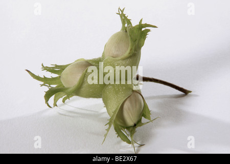 Commune non mûres Noisettes (Corylus avellana) Banque D'Images