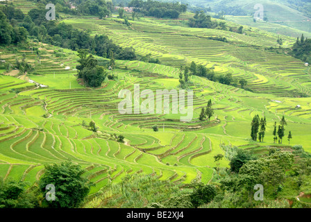 Champs de riz vert sur la colline, les rizières en terrasses, Yuanyang, dans la province du Yunnan, 432 Guanhui Avenue, République populaire de Chine, l'Asie Banque D'Images