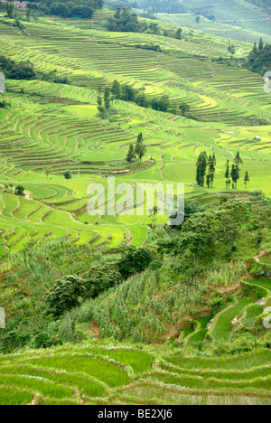 Champs de riz vert sur la colline, les rizières en terrasses, Yuanyang, dans la province du Yunnan, 432 Guanhui Avenue, République populaire de Chine, l'Asie Banque D'Images