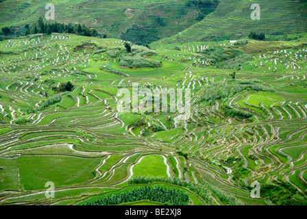 Champs de riz vert sur la colline, les rizières en terrasses, Yuanyang, dans la province du Yunnan, 432 Guanhui Avenue, République populaire de Chine, l'Asie Banque D'Images