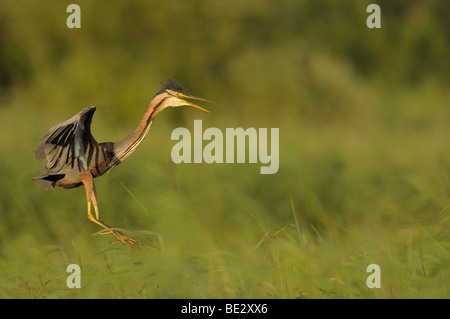 Héron pourpré (Ardea purpurea) Banque D'Images