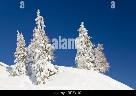 Arbres couverts de neige, Nassfeld, Hermagor, Carinthie, Autriche, Europe Banque D'Images