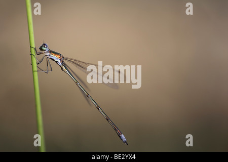 Demoiselle (Lestes sponsa émeraude), homme, d'un roseau Banque D'Images