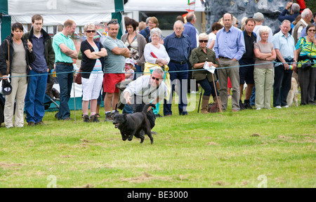 Devant un auditoire formé chien afficher ses compétences à Coniston Country Fair Banque D'Images