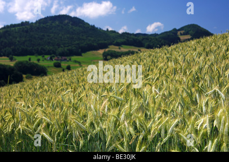 Paysage de collines avec champs de seigle dans le Plateau Central Suisse, canton de Berne, Suisse, Europe Banque D'Images