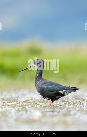 Himantopus novaezelandiae Black Stilt (juvénile) de patauger dans une piscine, parc national du Mont Cook, Nouvelle-Zélande 02/2009 Banque D'Images