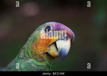 Les perroquets sont en faveur d'animaux domestiques pour les Indiens Xingu dans l'Amazone, Brésil Banque D'Images