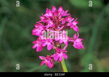 Anacamptis pyramidalis (Orchidée pyramidale), inflorescence Banque D'Images