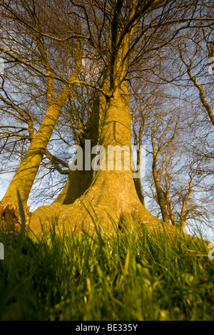 Low angle shot d'arbres à Avebury en Angleterre Banque D'Images