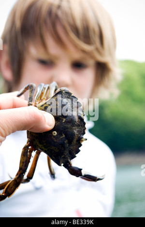 Close up de crabe qui se tient en face de six ans Banque D'Images