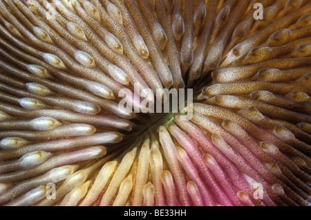 Polypes de corail Fungia fungites, champignons, Sharm el Sheikh, Sinai, Red Sea, Egypt Banque D'Images